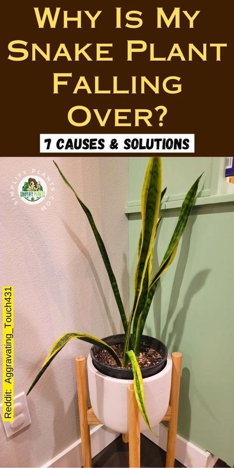 "Discover why your Snake Plant is falling over with our guide on the 7 common causes and solutions. Learn about Snake Plant drooping leaves, how to care for your Sansevieria plant, and tips for repotting your Snake Plant for optimal growth. Whether you have a Snake Plant in your bedroom or an outdoor landscape, we cover types of Snake Plants and their needs. " Snake Plant Potting Ideas, Snake Plant Blooming, Snake Plant Collection, Snake Plants Decor, Snake Plant Indoor Decor, Snake Plant Decor Ideas, Propagating Snake Plant, Care For Snake Plant, Snake Plant Wall