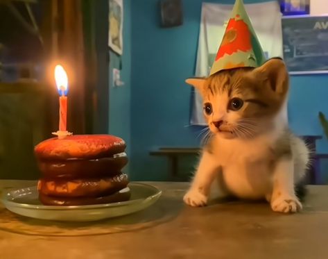 the little one... the little precious... just a small baby... just a lil guy... just a mini one... the Birthday Kitty, Cat With Party Hat, Cat Happy Birthday Wishes, Party Cat, Happy Bday, Birthday Cat, Birthday Boy, Cat Birthday Wishes, Happy Birthday Animals