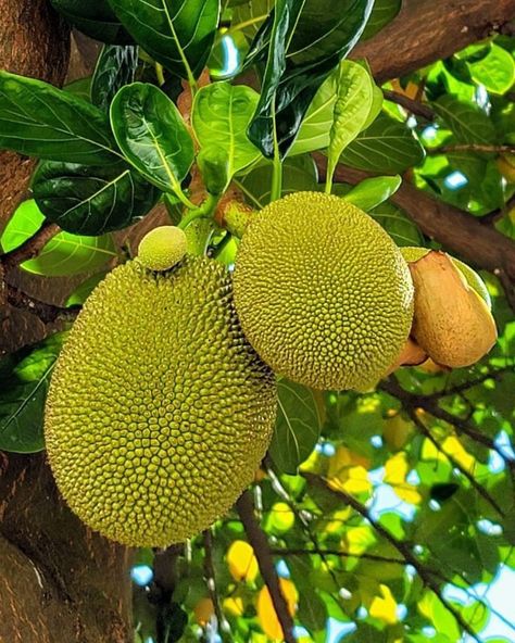 Aesthetic Fruit Salad, Fruits And Vegetables Images, Fruits Aesthetic, Jackfruit Tree, Pizza Fruit, Aesthetic Fruit, Vegetable Pictures, Growing Fruit Trees, Edible Wild Plants