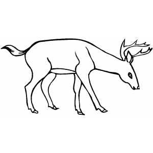 Drinking Deer Printable Coloring Page, free to download and print. Deer Drinking Water Drawing, Deer Drinking Water, River Drawing, Deer Printable, Water Deer, Picture Craft, Deer Coloring Pages, Deer Drawing, Water Drawing