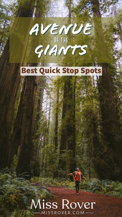 Avenue Of The Giants, Northern California Road Trip, Pacific Coast Road Trip, Fern Canyon, Scenic Places, Redwood Trees, Oregon Road Trip, Redwood National Park, West Coast Road Trip