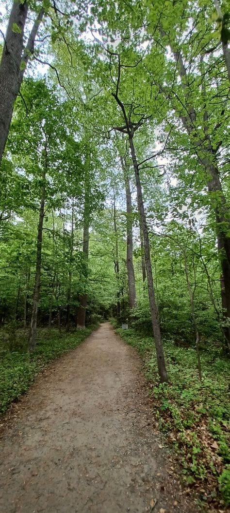 Vivid green Virginia forests Minecraft, Trees, Virginia Forest, Raven Cycle, Forest Trail, Virginia, Forest, Green