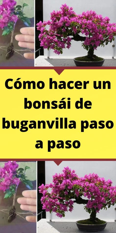 Cómo hacer un bonsái de buganvilla paso a paso Ideas Para Jardin, Bloxburg Kitchen Ideas, Kitchen Ideas Remodeling, Garden Hacks Diy, Kitchen Ideas Decoration, Bloxburg Kitchen, Orchard Garden, Design Kitchen Ideas, Plantas Bonsai