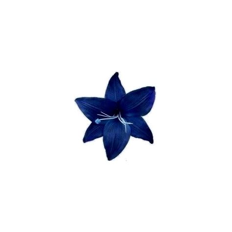 Blue Flower Png, Flower App, Dark Blue Flowers, Wallpaper Macbook, Photo Widget, Black Png, Blue Aura, Navy Blue Flowers, Flower Icons