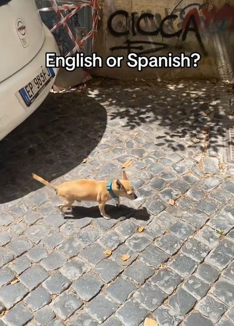 Do You Speak English Or Spanish? The Meme Making People Gay English Or Spanish, Meme Search, Gay Meme, Memes English, Spanish Videos, English Memes, Internet Culture, Gay Memes, Spanish Memes