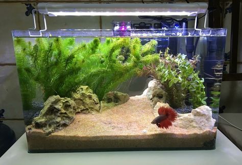 Betta planted tank with no CO2 - by @khalilem from Instagram Beta Tank Ideas, Betta Tank Ideas, Betta Tanks, Fish Aquarium Decorations, Fish Tank Themes, Fish Tank Terrarium, Cool Fish Tanks, Fish Tank Design, Betta Aquarium