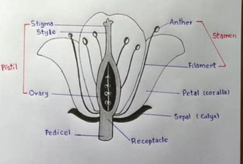 Flower Diagram Science, Longitudinal Section Of A Flower, Instruments Drawing, Flower Diagram, Plant Biology, Biology Diagrams, Longitudinal Section, Musical Instruments Drawing, Flower Step By Step