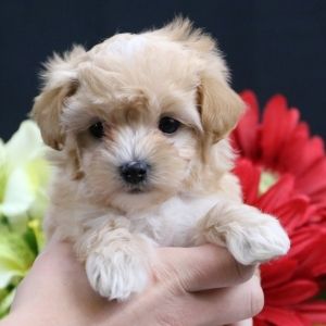 Rascal Maltipoo Puppy 624240 | PuppySpot Teacup Maltipoo For Sale, Puppies Maltipoo, Maltese Poodle Puppies, Baby Maltese, Shichon Puppies, Maltipoo Puppies For Sale, Puppy Facts, Maltese Puppies For Sale, Maltipoo Dog