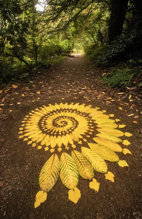 yellow leaves radiate outward on the forest floor Art Made Out Of Nature, Art Out Of Nature, Art From Natural Materials, Art Made With Nature, Outdoor Altar Ideas, Landart Ideas, Nature Sculpture Art, Art Made From Nature, Nature Hobbies