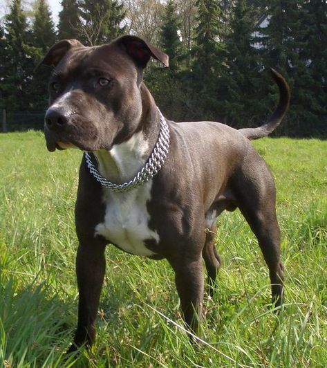 200 Best American Staffordshire Terrier Dog Names Dog Contest, Bully Breed, Staffordshire Terriers, Corso Dog, American Pitbull, Dream Dog, American Pit Bull Terrier, American Staffordshire Terrier, Best Dog Breeds