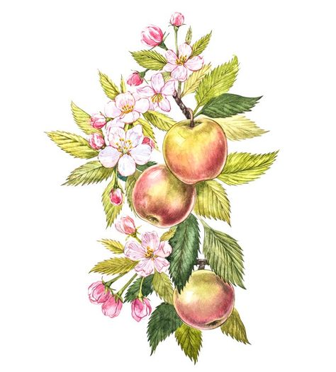 Colorful watercolor of the apple tree br... | Premium Photo #Freepik #photo #flower #watercolor #floral #tree Apple Tree Drawing, Apple Blossom Tattoos, Apple Branch, Apple Tree Flowers, Apple Tree Blossoms, Painting Apple, Apple Blossom Flower, Paper Apple, Apple Flowers