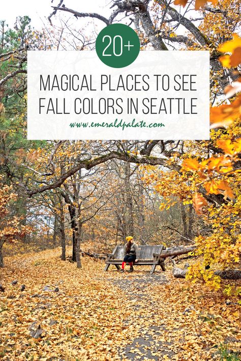 woman sitting on bench in park with yellow leaves at one of the best places for fall colors in Washington state Fall Foliage Washington State, Washington State In October, Tacoma Washington Fall, Autumn In Seattle, Seattle Washington Things To Do Fall, Seattle In The Fall, Fall In Washington State, Washington State Fall, Pnw Autumn