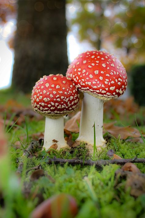 Fly Agaric Mushroom, Mushroom Plant, Mushroom Pictures, Mushroom Fungi, Forest Floor, Wild Mushrooms, Mushroom Art, Blender 3d, Nature Aesthetic