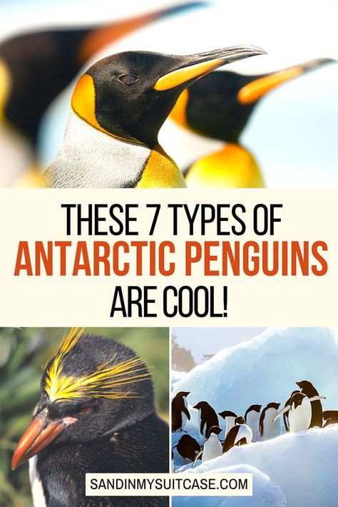 There are 7 types of penguins in Antarctica! Emperor penguins may get all the ink. But you see mainly cute little Adelies, Chinstraps and shy Gentoo penguins on an Antarctic cruise. #penguins #Antarctica #Antarcticpenguins Antarctic Cruise, Different Types Of Penguins, Penguins Antarctica, Types Of Penguins, Chinstrap Penguin, Emperor Penguins, Penguin Species, Adelie Penguin, Gentoo Penguin