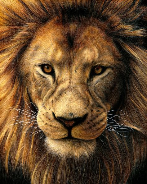 Artist Draws Realistic Portraits Using Color Pencils, And You Might Confuse Them With Photos Black Background, Long Hair, Close Up, Lion, Hair, Black