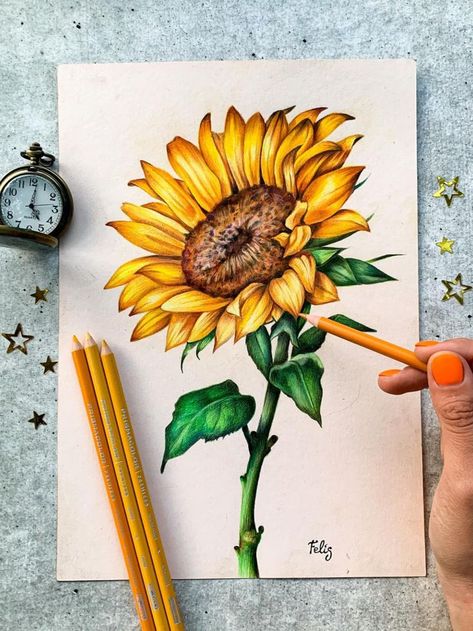 ✏: @marghertiafelias Sunflower Colored Pencil Drawing, Colour Pencil Art Flowers, Flower Sketches Colored Pencil, Pencil Colour Painting Ideas, Sunflower Colour Pencil Drawing, Colored Pencil Sunflower, Art Sketches Colored Pencils, Animal Drawings Colour, Sunflower Drawing Pencil Sketch