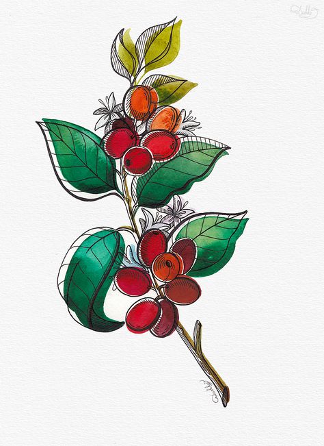 designed by #dushky / #art #illustration #watercolor #design #tattoo #coffee #plant #coffeeaddict Coffee Plant Watercolor, Coffee Plant Painting, Coffee Plant Illustration Design, Coffee Plant Tattoo Color, Coffee Plant Art, Coffee Plant Drawing, Coffee Leaves, Coffee Plant Illustration, Coffee Art Illustration