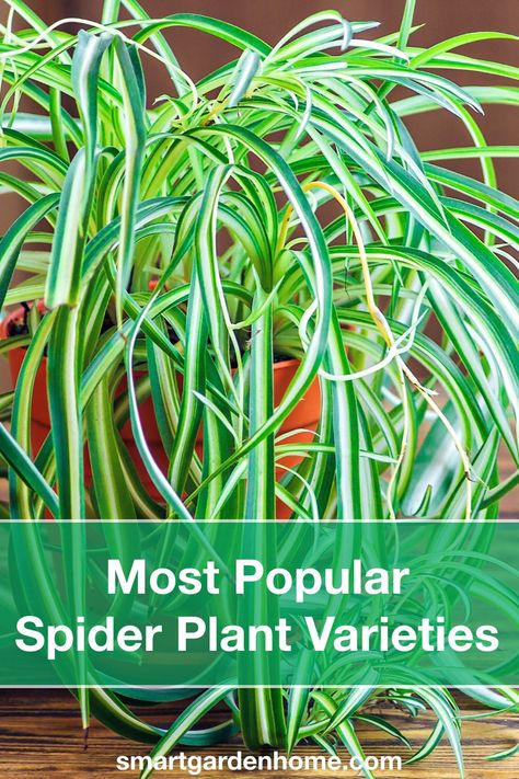 Spider Plant Varieties, Spider Plant Care, Types Of Spiders, Smart Garden, Smart Solutions, Spider Plants, Yellow Leaves, Most Popular, Modern Garden