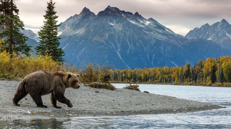 alaska-wildlife-photography-029-brown-bear-walks-on-beach Bear Walking Tattoo, Montana Wildlife Photography, Alaska Wilderness Aesthetic, Brown Bear Photography, Grizzly Bear Photography, Montana Wildlife, Alaska Animals, Alaska Aesthetic, Bear Landscape