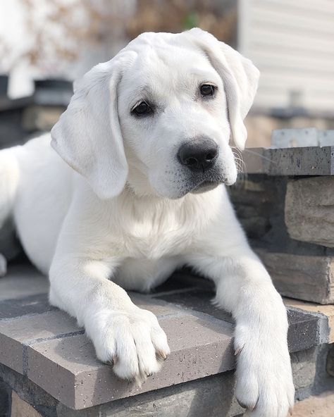 Sweet White English puppy Everest English White Labrador, White Labrador Retriever, Labrador White, White Labrador Puppy, English Lab Puppies, White Lab Puppies, White Retriever, White Labrador, Big Puppies