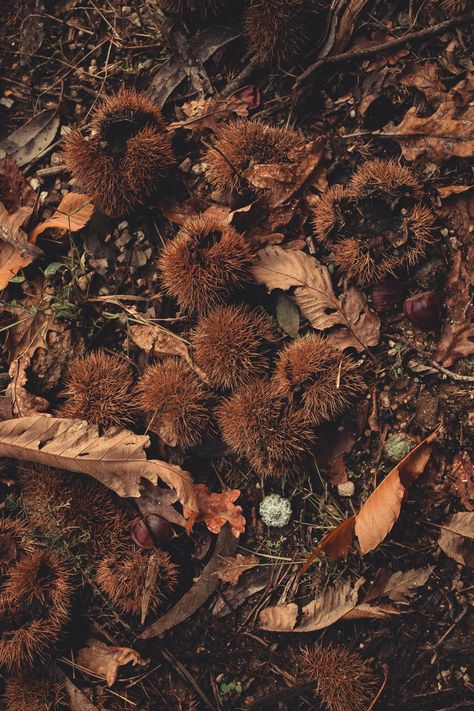 Brown Filter, Forest Ground, Leaves On The Ground, Hazel Color, Aesthetic Era, Dry Leaves, Photographer Pictures, Different Aesthetics, Photography Images