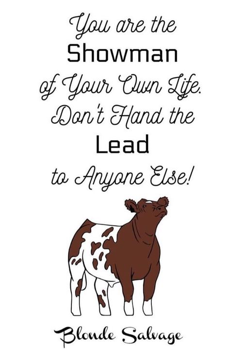 Livestock Quotes Cattle, 4h Quotes Inspiration, Livestock Show Quotes, Funny Western Quotes, 4h Quotes, Showing Cattle Quotes, Showing Steers, Cow Sayings, Cows Quotes