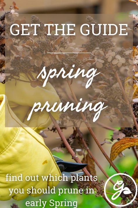 Spring is a great time to plant, but not necessarily to prune. Which plants need spring pruning? Get the Know How with our complete guide to spring planting. How To Prune Hydrangeas Spring, Spring Pruning, Tiny Yard, Pruning Shrubs, Pruning Hydrangeas, Pruning Roses, Smooth Hydrangea, Flowering Quince, Planting Calendar