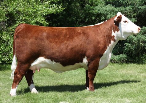 Herford Cow, Cow Reference, Farm Livestock, Cow Barn, Show Cows, Hereford Cows, Hereford Cattle, Boer Goats