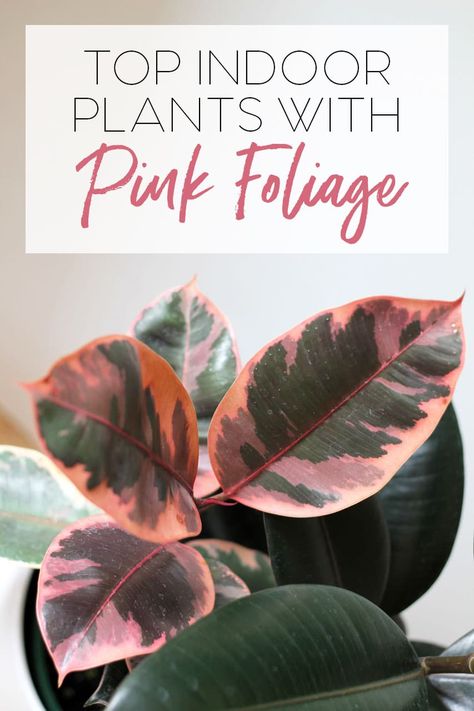 Trending: Indoor Plants with Pink Foliage. Add colour to your house plants! Ficus Elastica, Best Indoor Plants, Pink Plant, Plant Guide, Bathroom Plants, Pink Leaves, House Plants Indoor, Foliage Plants, Hanging Plants