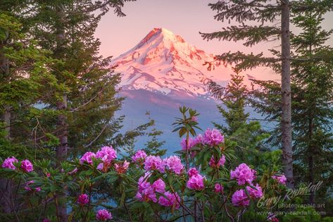 Mount Hood Rhododendrons... Mount Hood, Oregon from Indian Mountain west of Hood River Valley. This is a view from the northwest side of the peak.   The rhododendron's are amazing in the higher altitudes. Nature, Alaska Images, Mount Hood Oregon, Mount Hood National Forest, Oregon Mountains, Oregon Landscape, Mt Hood Oregon, Oregon Photography, My Hood