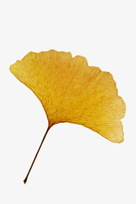 Ginkgo Art, Ginko Biloba, Yellow Png, Leaves Png, Gingko Leaves, Ginkgo Leaves, Leaf Drawing, Ginkgo Leaf, Yellow Leaves