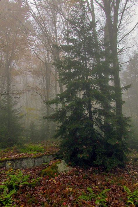 🇺🇸 On the misty Black Mountain Trail (Highland Scenic Highway, Monongahela National Forest, Virginia) by James W. Bailey 🌫 Ice Climbing, Nature, Virginia Forest, Monongahela National Forest, West Virginia Mountains, West Coast Trail, Mountain Trail, Travel Moments, Country Roads Take Me Home