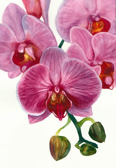 Orchid Painting in Watercolor for the book but.... Orchid Painting, Orchid Drawing, Orchids Painting, Art Coquillage, Desen Realist, Illustration Blume, Arte Floral, Botanical Illustration, Botanical Art