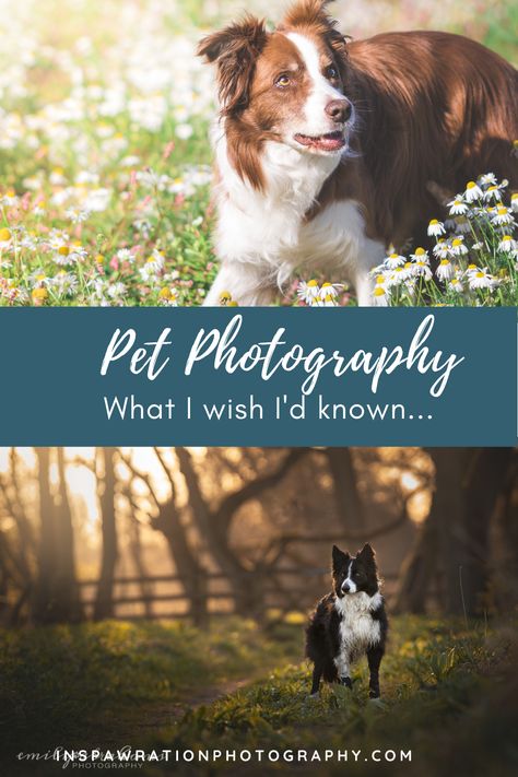 Dog Photography Outdoor, Shelter Dog Photography, Pet Family Photos, Pet Photography Poses, Pet Photography Business, Dog Photoshoot Pet Photography, Dog Photography Poses, Pic Tips, Pet Photography Tips