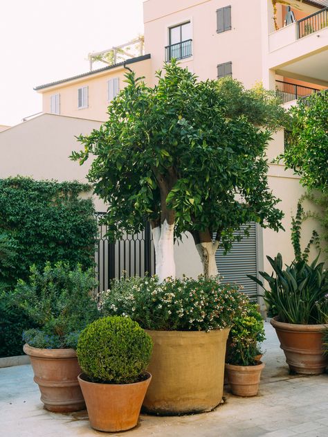 Citrus Tree Garden, Potted Trees Patio, Front Porch Flower Pots, Raised Garden Beds Diy Vegetables, Courtyard Plants, Citrus Garden, Patio Trees, Beautiful Front Doors, Porch Flowers