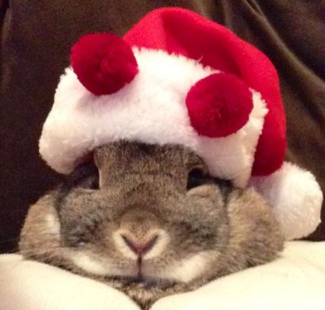 The Daily Bunny's Christmas 2013 Mega-Post 4 Christmas Bunnies, Christmas Rabbit, Daily Bunny, Rabbit Christmas, Bunny Christmas, Christmas Bunny, Fluffy Bunny, Bunny Pictures, Bunny Rabbits