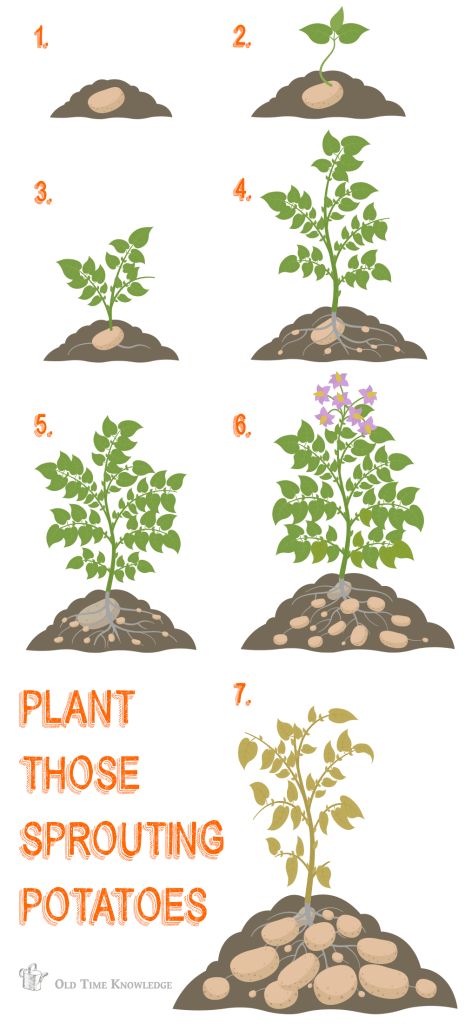 Plant sprouted potatoes from your kitchen today - Old Time Knowledge Growing Potatoes From Sprouted Potatoes, What To Do With Sprouted Potatoes, Planting Sprouted Potatoes, How To Plant A Potato, Tips For Growing Potatoes, Plant Potatoes From Potatoes, How To Plant Potatoes From Potatoes, Potato Planting Ideas, How To Sprout Potatoes For Planting