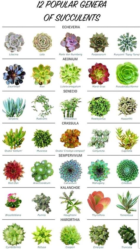 Succulent Identification Chart, Types Of Cactus Plants Names, Suculents Pot Ideas, Kinds Of Succulents, Suculent Plants, Cool Succulents, Mini Succulent Garden, Different Types Of Succulents, Succulent Names