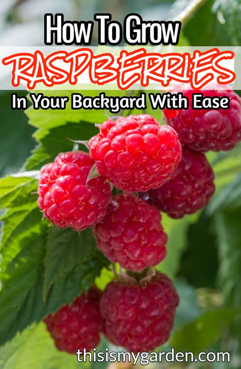 How To Grow Berry Bushes, Raspberry Bed Ideas, How To Plant Berries, Best Way To Grow Raspberries, Grow Raspberries From Fruit, How To Grow Raspberries Bushes, Growing Raspberries Raised Beds, Raspberry Bush Care, Where To Plant Raspberry Bushes