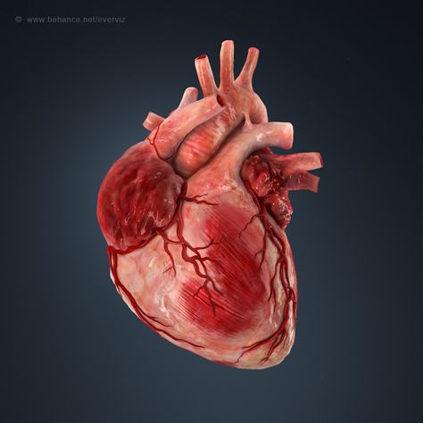 3d illustration of a human heart. on Behance Human Heart Art, Human Heart Anatomy, Heart Organ, Anatomical Heart Art, Photo Mannequin, Heart Real, Heart 3d, Heart Anatomy, Human Body Anatomy