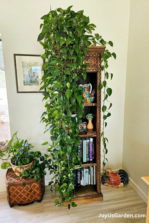 Get ready to transform your home with lush, full Pothos plants that boast long, trailing vines! Learn the best practices for watering, lighting, and soil to ensure your plants thrive. Learn how to propagate Pothos for endless greenery and troubleshoot common issues. Unlock the secrets to vibrant, healthy Pothos plants with our step-by-step guide. Pothos plant care is easy. This is great for plant enthusiasts looking to elevate their indoor jungle with our tried & true tips! Viny Plants Indoor, Interior Plants Design, Vining Plants Indoor Ideas, Leggy Pothos Plant, Moss Pole Plants, Long Pothos Plant Decor Ideas, Pothos Vines On Wall, Pothos Climbing Ideas, Shangri La Pothos