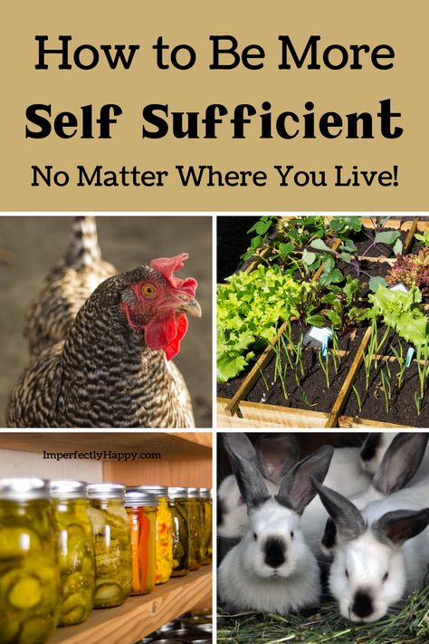 Homestead Survival, Urban Homesteading, Self Sufficient Homestead, Self Sufficiency, Abu Dabi, Homesteading Skills, Self Sufficient, Living Off The Land, Emergency Prepping