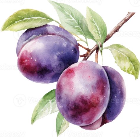 Plum Art, Fruit Watercolor, Plum Fruit, Watercolor Fruit, Illustration Botanique, Fruit Painting, Watercolor Images, Fruit Art, Digital Watercolor