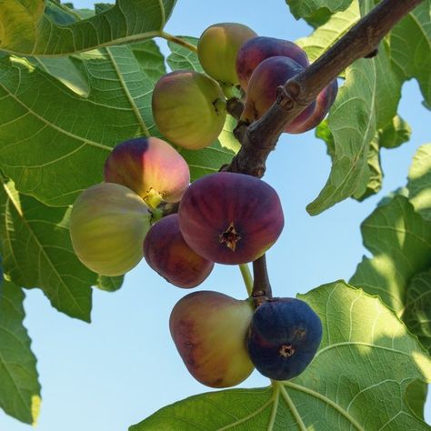 Native to the Mediterranean, fig trees are relatively simple to grow as long as you protect them from cold weather. Common fig trees are self-pollinating, so there's no complicated process required for the plant to bear fruit. Learn more about how to grow and tend to a fig tree. Fig Tree Photography, My Fig Tree, Fig Tree Aesthetic, Fig Tree Branch, Fig Aesthetic, Fig Fruit Tree, Fig Branch, Fruits To Grow, Growing Fig Trees