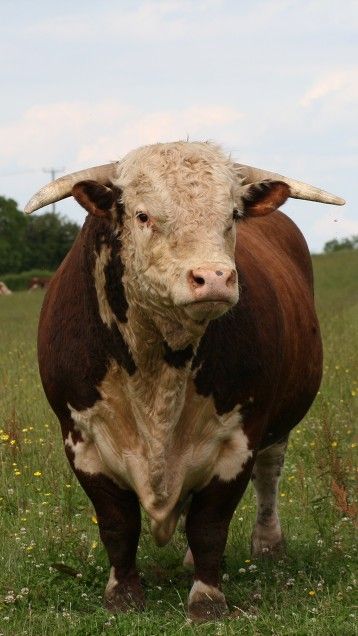 Traditional Hereford Hereford Cows, Beef Cow, Hereford Cattle, Bull Cow, Cow Pictures, Beef Cattle, Farm Cow, Cattle Ranching, Cattle Farming