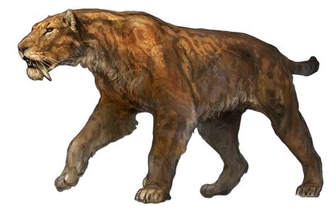 Sabertooth Tiger Art, Smilodon Art, Sabertooth Tiger, Prehistoric Wildlife, Jurassic World Dinosaurs, Ancient Animals, Prehistoric Art, Paleo Art, Extinct Animals