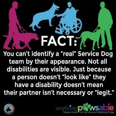 Don't judge Puppy Training Guide, Psychiatric Service Dog, Socializing Dogs, Service Dogs Gear, Service Dog Training, Emotional Support Dog, Emotional Support Animal, Assistance Dog, Dog Information