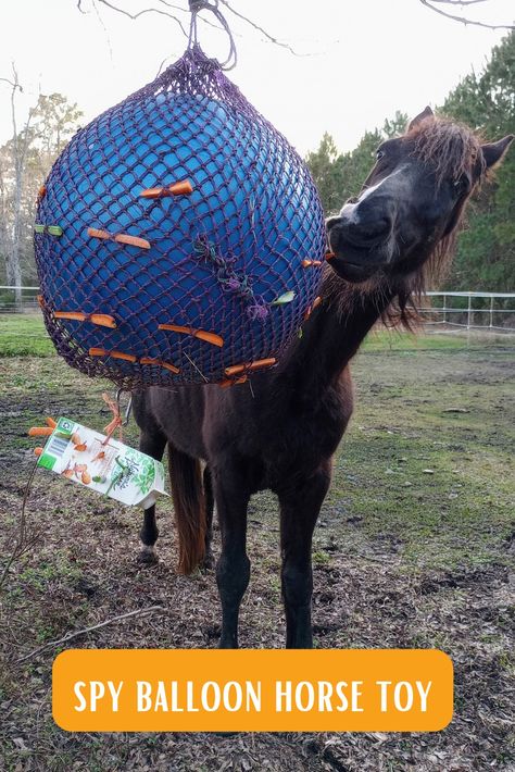 A black horse plays with a homemade DIY spy balloon horse toy made from a yoga ball, hay net, and cardboard carton. The equine enrichment item is filled with carrots and celery. Toys For Donkeys, Horse Paddock Enrichment, Diy Horse Enrichment Toys, Horse Toys Diy, Donkey Toys Diy, Zoo Animal Enrichment, Horse Enrichment Ideas, Donkey Enrichment, Diy Horse Stuff