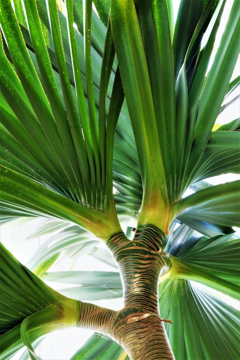 19 tropical plants you can grow in the UK Hardy Tropical Plants Uk, Uk Tropical Garden Plants, Tropical Garden Uk, Tropical Plants Uk, Tropical Planting, Large Leaf Plants, Tropical Garden Plants, Canary Island Date Palm, Tropical Backyard Landscaping