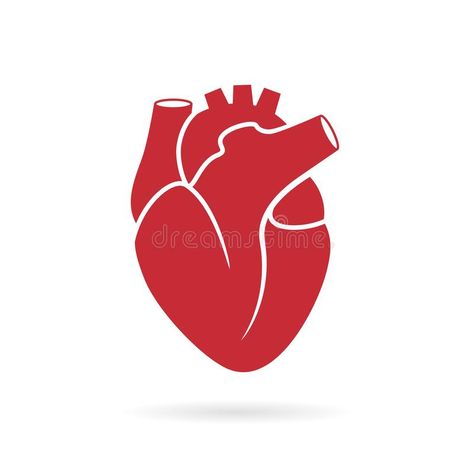 Simple Anatomical Heart, Human Heart Illustration, Heart Graphic Design Illustration, Real Heart Drawing Easy, Heart Vector Illustration, Anatomical Heart Illustration, Graphic Heart Design, Anatomical Heart Drawing Simple, Illustration Heart